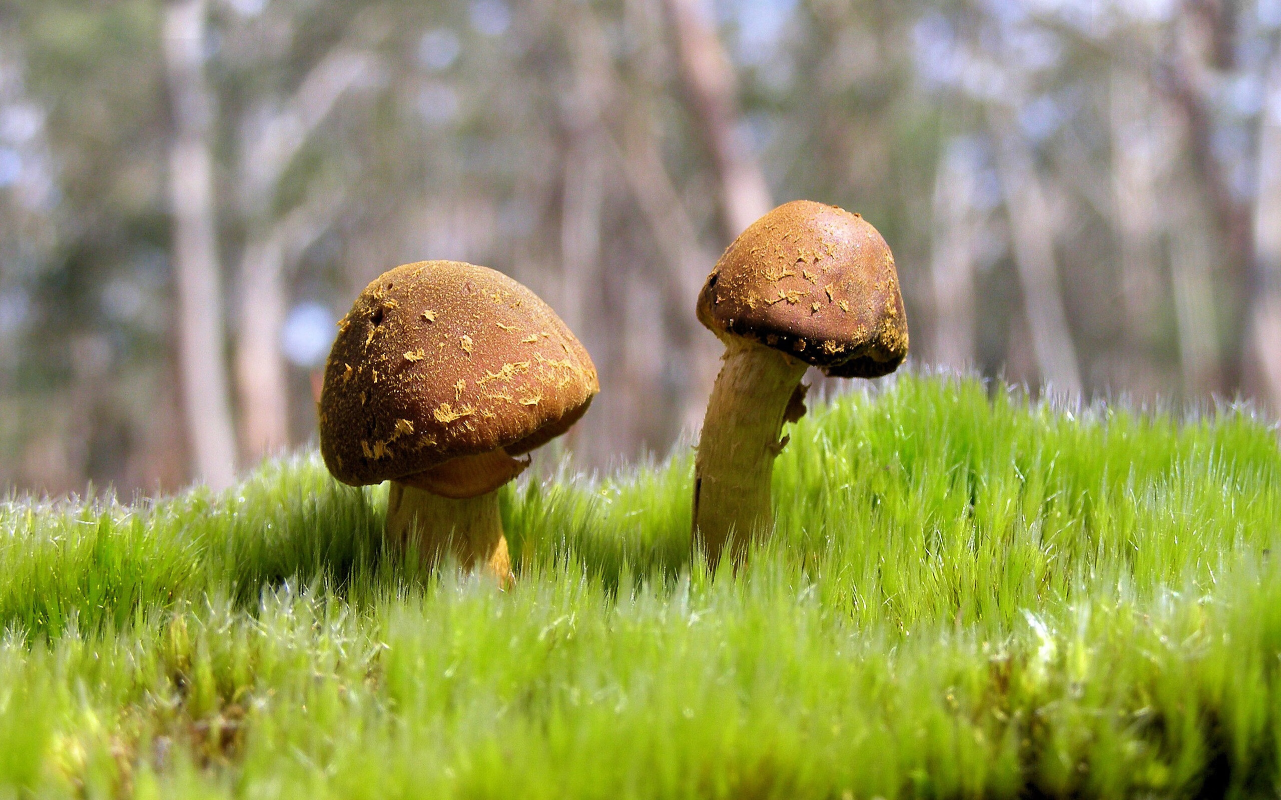 浓眉怒目震四方！辽宁单节狂飙制胜，上海防线土崩瓦解