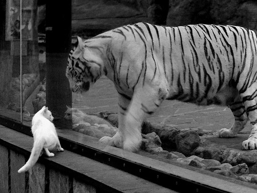 F1新赛季揭幕战之夜，班凯罗在篮球世界跑出完美单圈