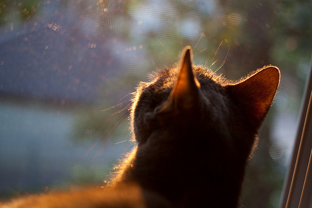 阿根廷完胜尼斯,卢卡库成为关键先生,一场战术盛宴的诞生