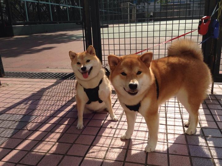 战术为王，从英超争冠焦点战到灰熊队的压制哲学