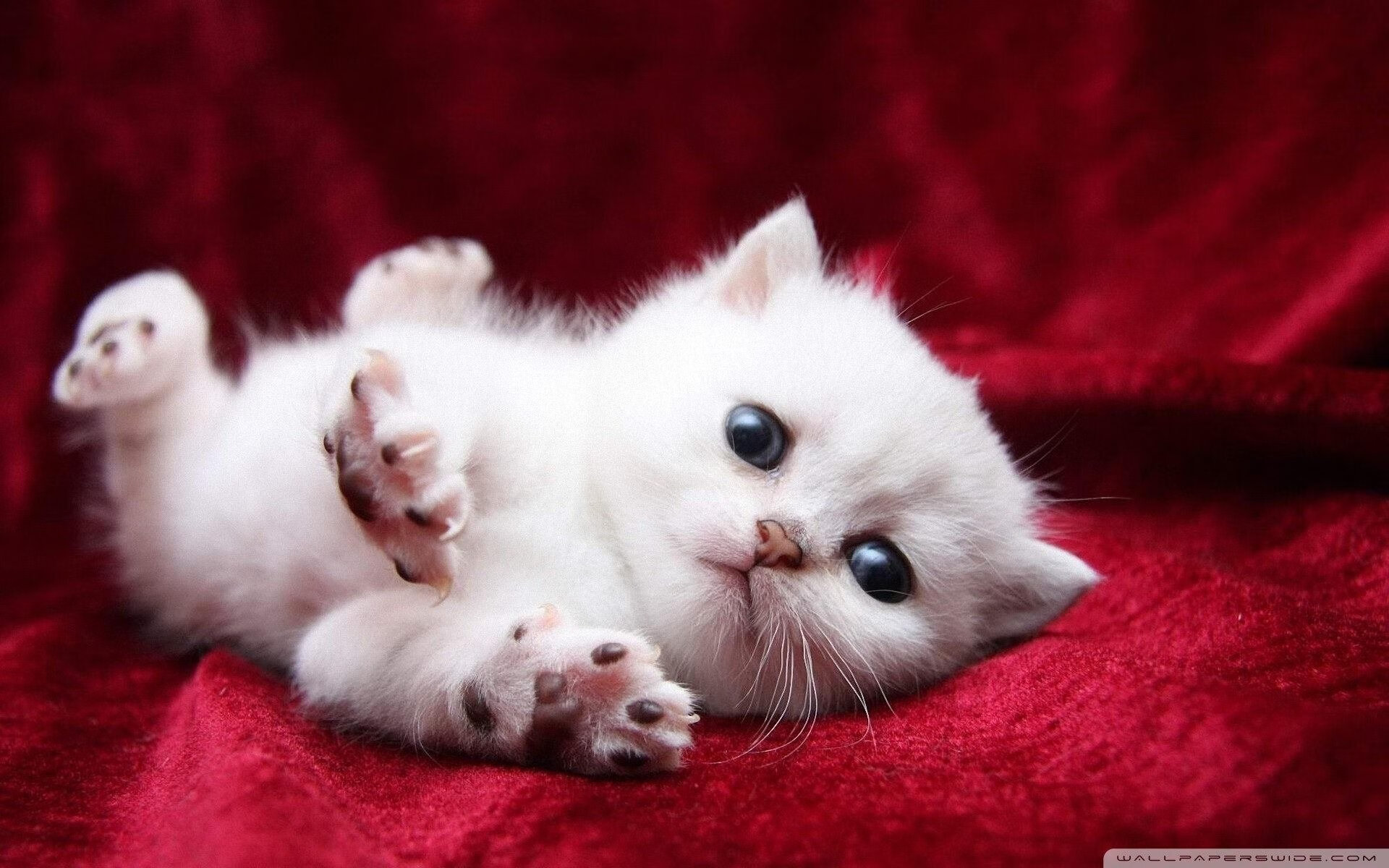 血脉的觉醒，从哈弗茨的德国式爆发到阿尔及利亚之魂的血拼