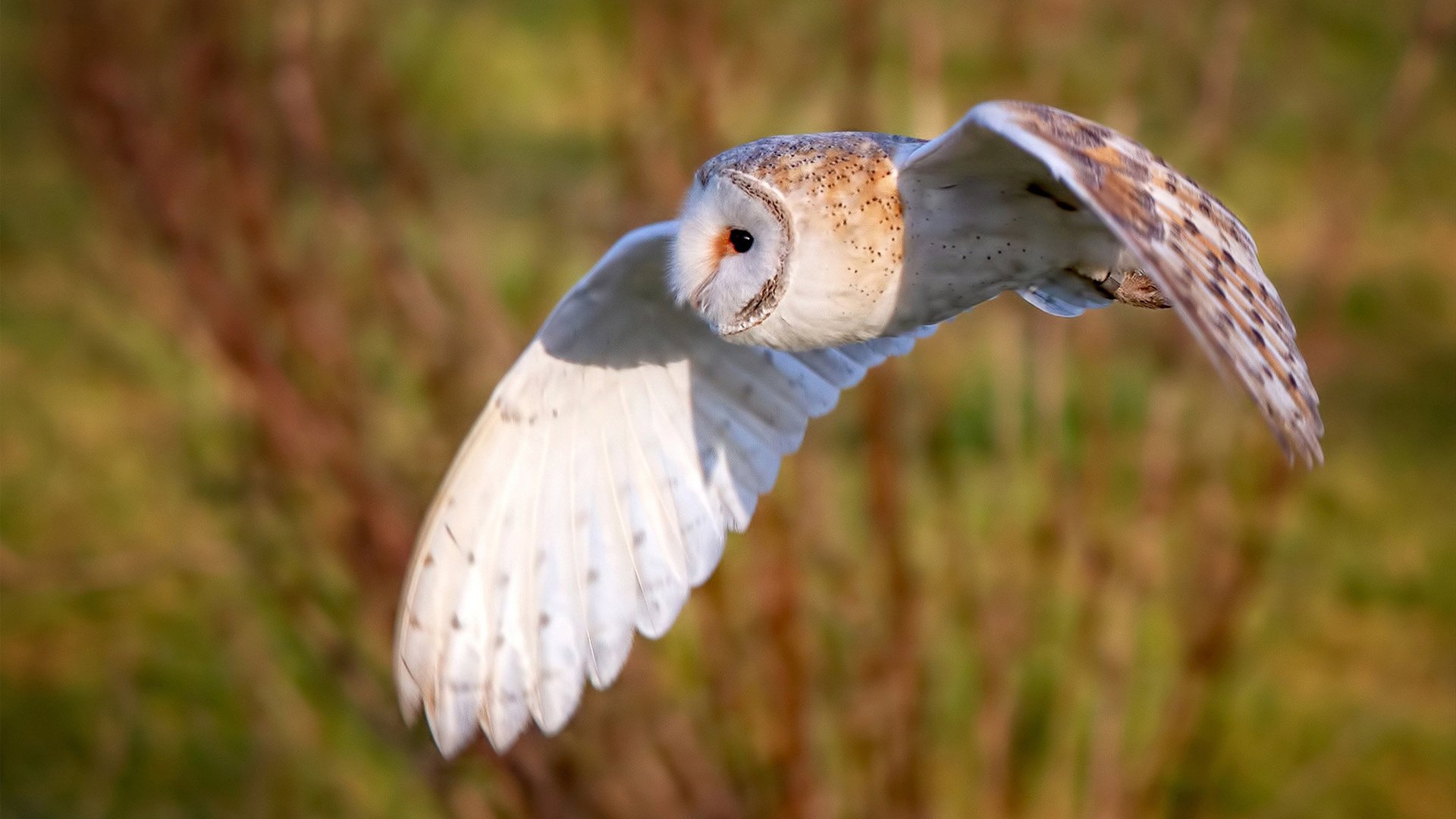 烟火中的荧幕，数据矩阵上，卡拉斯科的华丽爆炸
