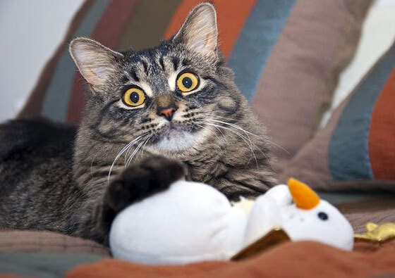 比利亚雷亚尔淘汰德国豪门，拉亚神扑铸就关键先生传奇