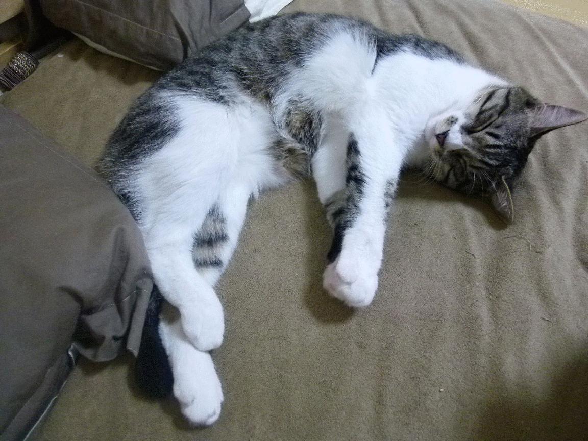 悬念在惠灵顿终结，权杖在伦敦易主，克瓦拉茨赫利亚的英超接管宣言