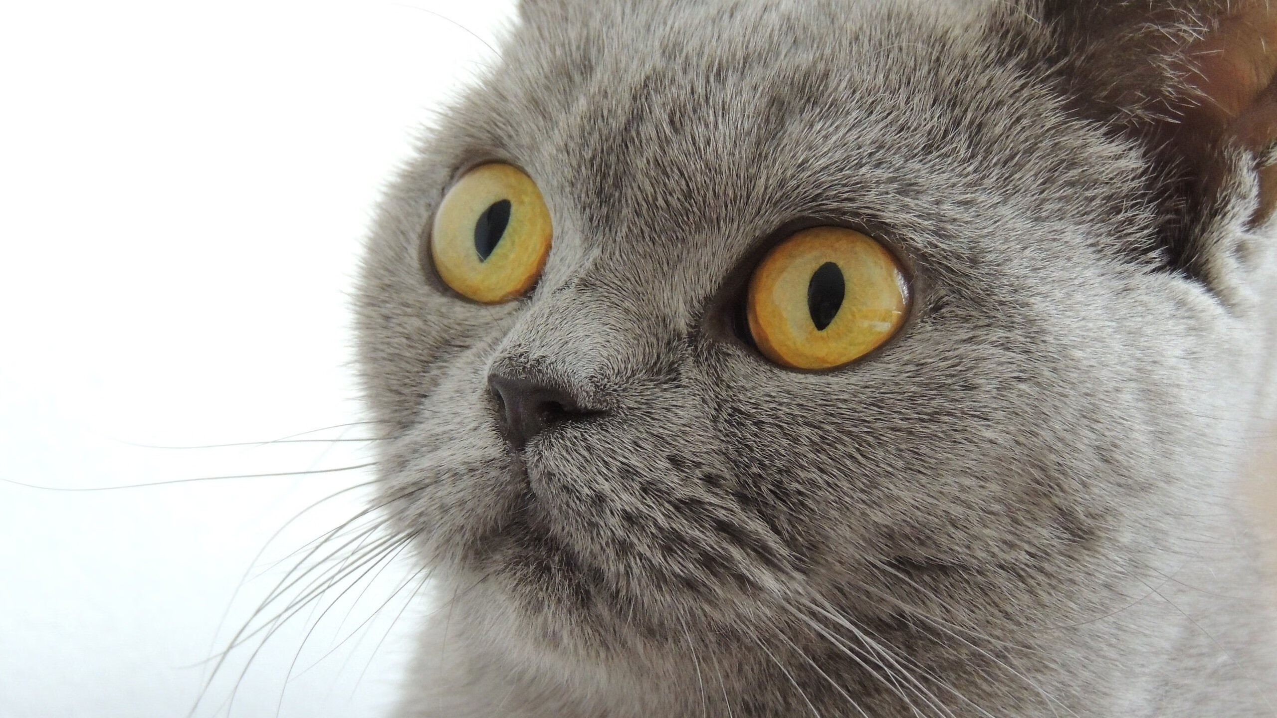 开云体育中国-剑气与篮筐，奥运周期下，北京队绝杀步行者的精神共振