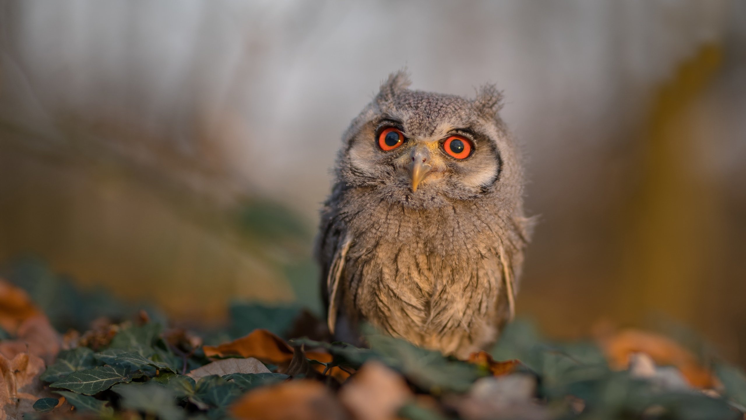 开云体育中国-东方铁闸，世界排名争夺战之夜，富安健洋铸就防守史诗