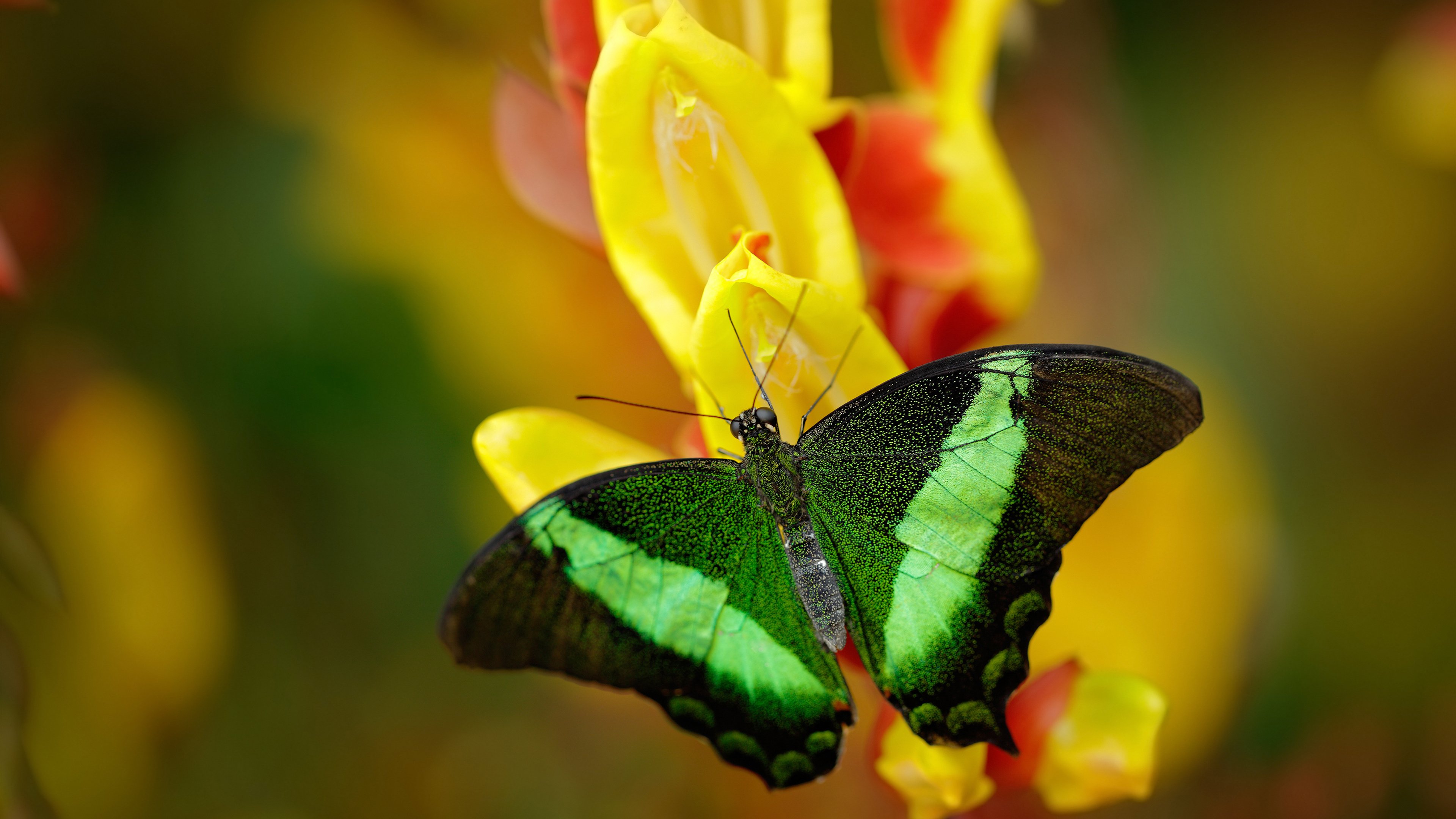 扼杀悬念！欧文关键一击，凯尔特人提前终结篮网幻想