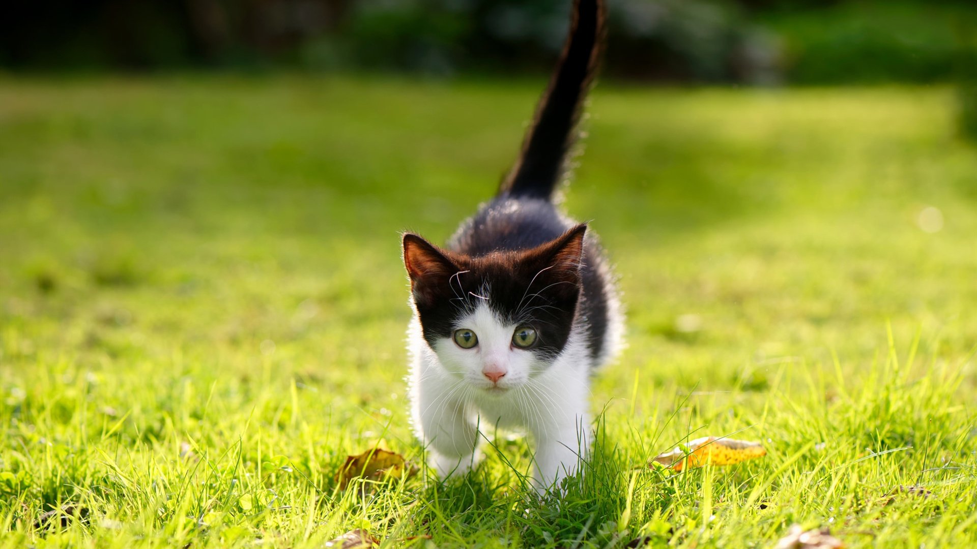 攻防双擎，卡拉斯科如何以一己之力重塑沙特与西班牙的战术天平