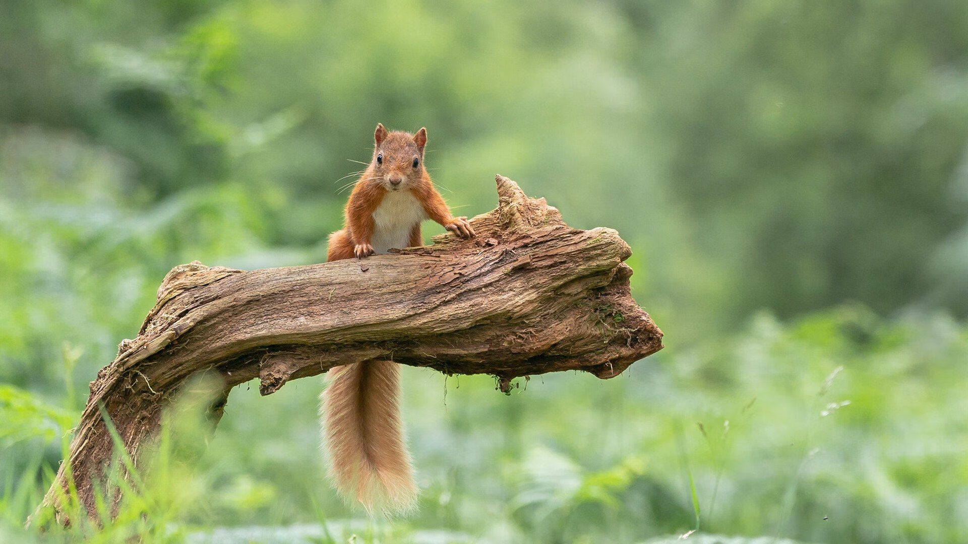 开云APP-双面足球，孙兴慜的惊艳与亚特兰大的集体风暴