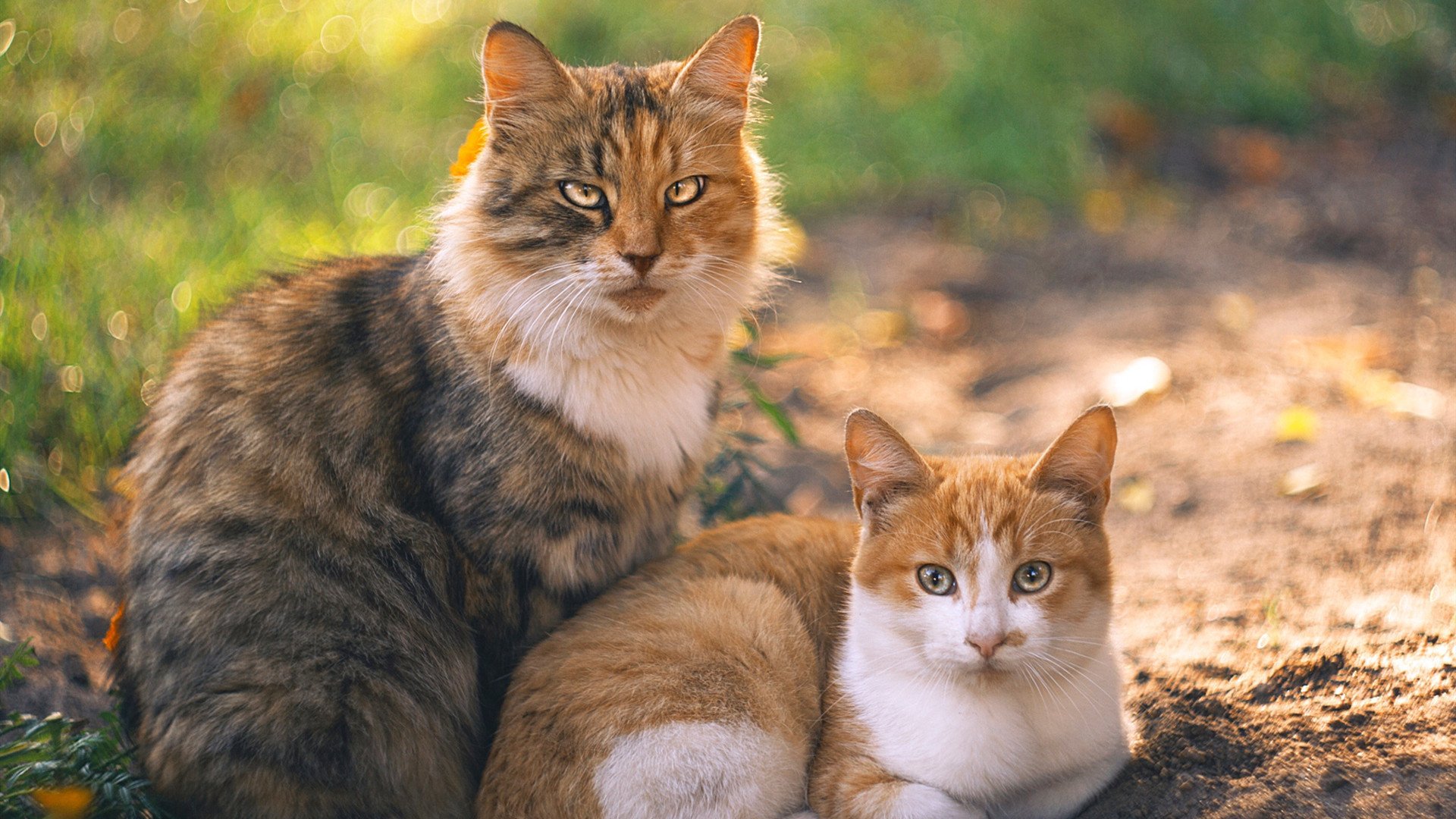 戈麦斯的高光之夜，苏格兰对阵巴黎圣日耳曼的经典对决
