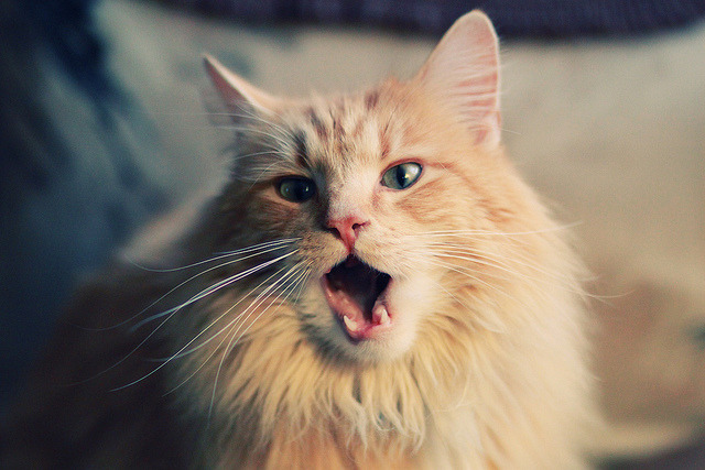 铁锤与魔笛，当拉齐奥粉碎枪手，福登在德甲奏响争冠狂想曲