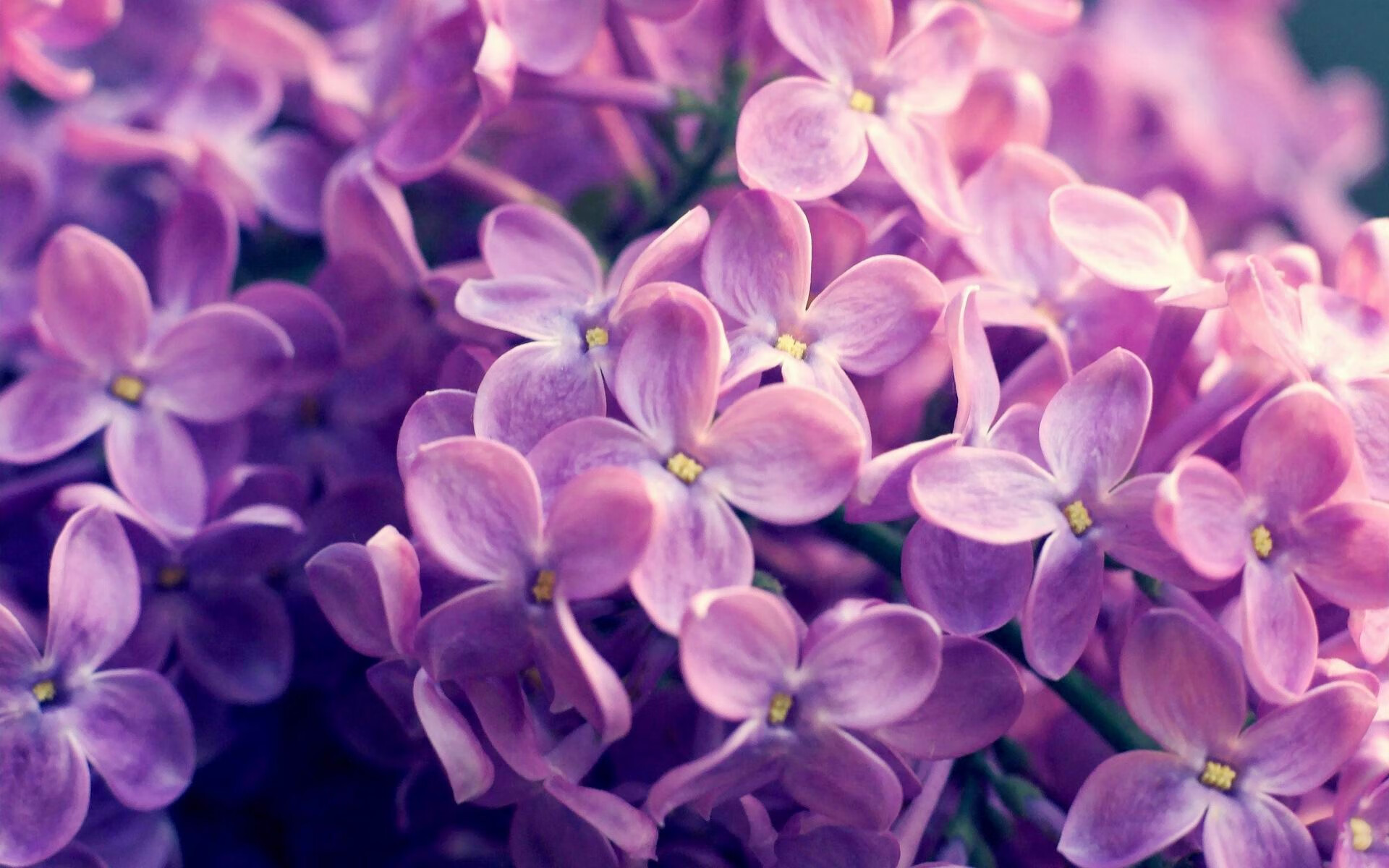 压力下的璀璨绽放,拉什福德助力利物浦欧冠对决国际米兰的传奇之夜