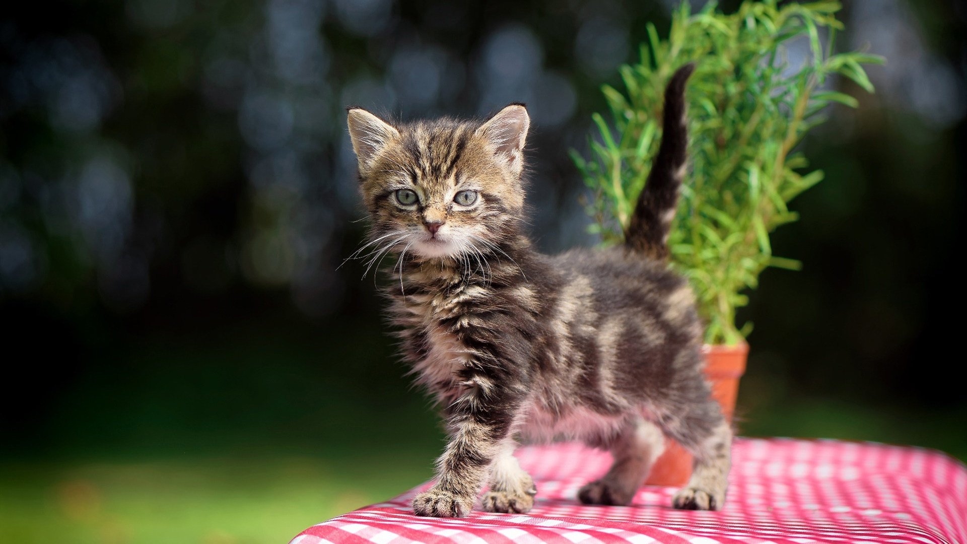 开云APP-德罗赞末节狂飙18分化身关键先生，上海男篮一波流收割浙江！